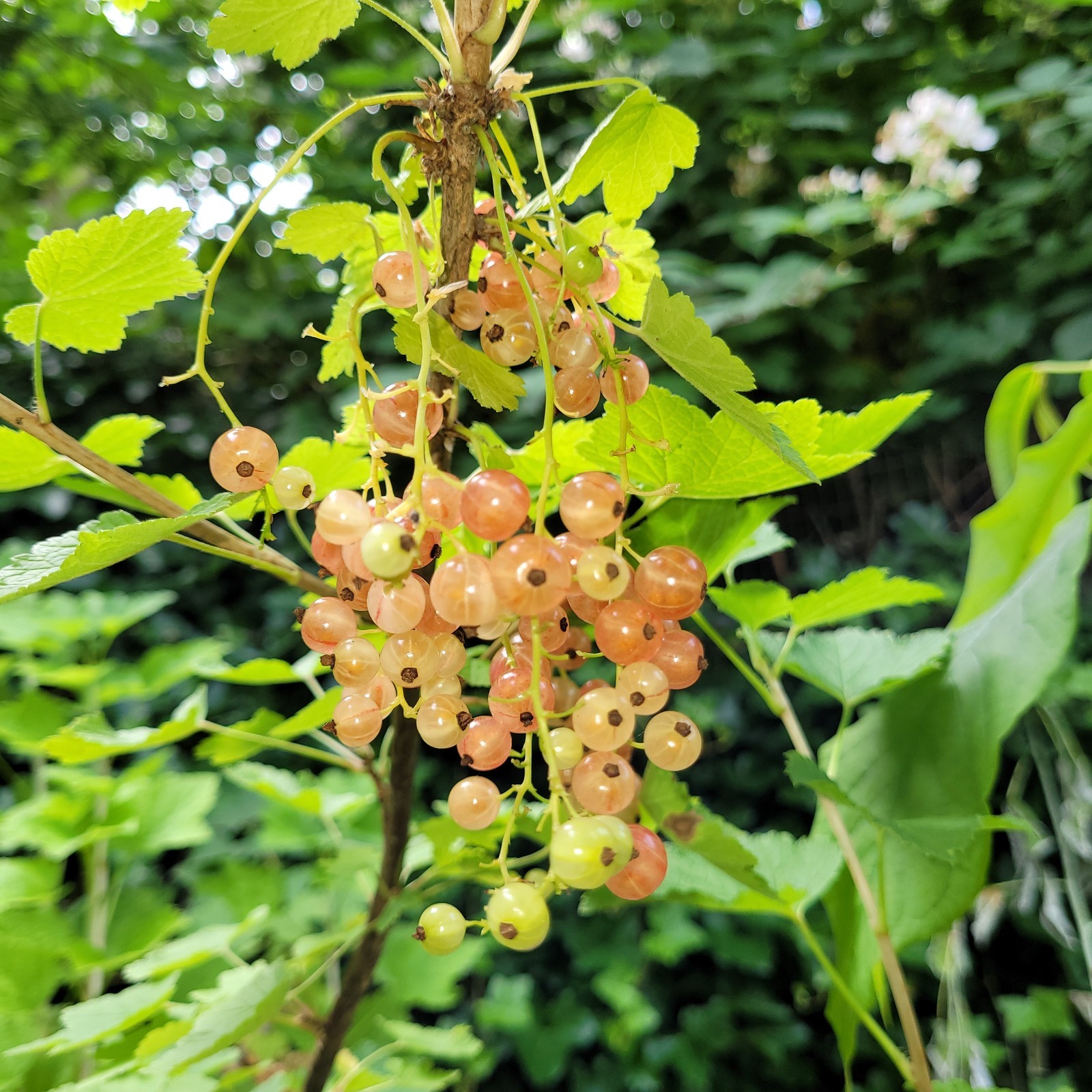 6 Pink Currant Gloire de Sablons Fresh Cuttings Unrooted 6″-9″ Zones 3-8 Hardy