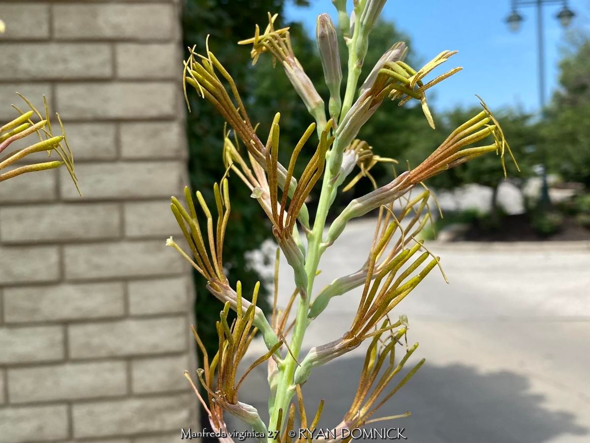 BULK SEEDS!…Manfreda virginica…Hardy Manfreda/False Agave…QTY/bag=250