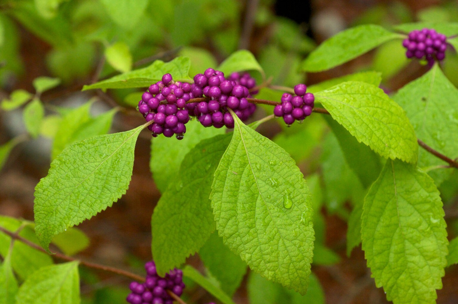 American Beautyberry “Callicarpa americana” 1 Live Plant in 3.5 Inch Pot