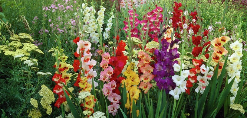 15 Giant Gladiolus Mixed color Collection Bulbs/Corms **Spring Planting