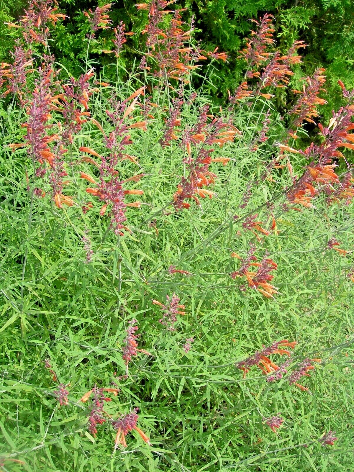 MEXICAN HYSSOP Seeds *FREE Shipping!* Agastache rupestris, Sunset Hyssop Herb
