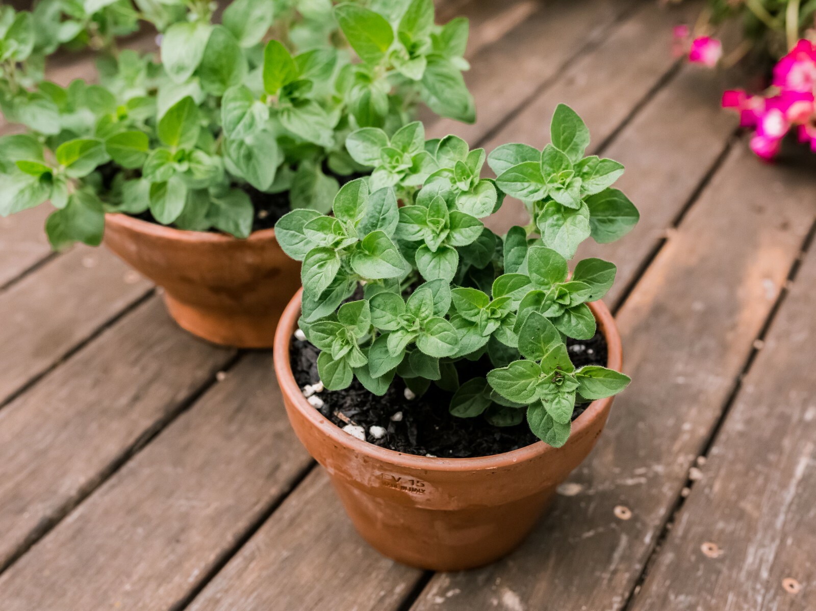 250 ITALIAN OREGANO HERB SEEDS ~ heirloomseedguy ~ 2026 ~ NON-GMO