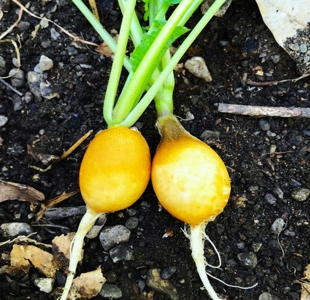 Golden Helios Radish Seeds – For 2025 Planting Raphanus Yellow Globe Sun