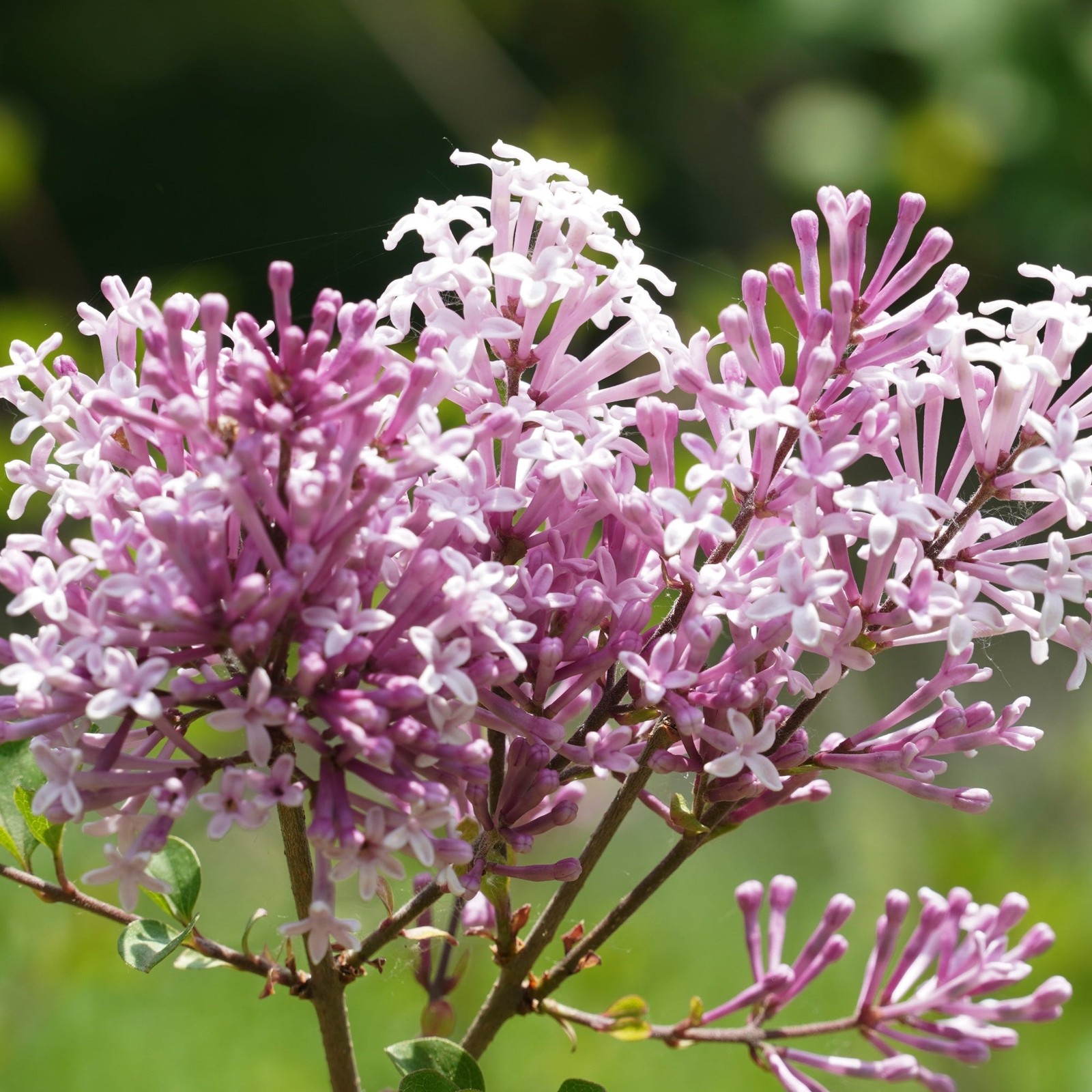 Lilac Syringa Miss Kim 1 Potted Shrub Plant Rooted in Quart Pot, Easy to Grow