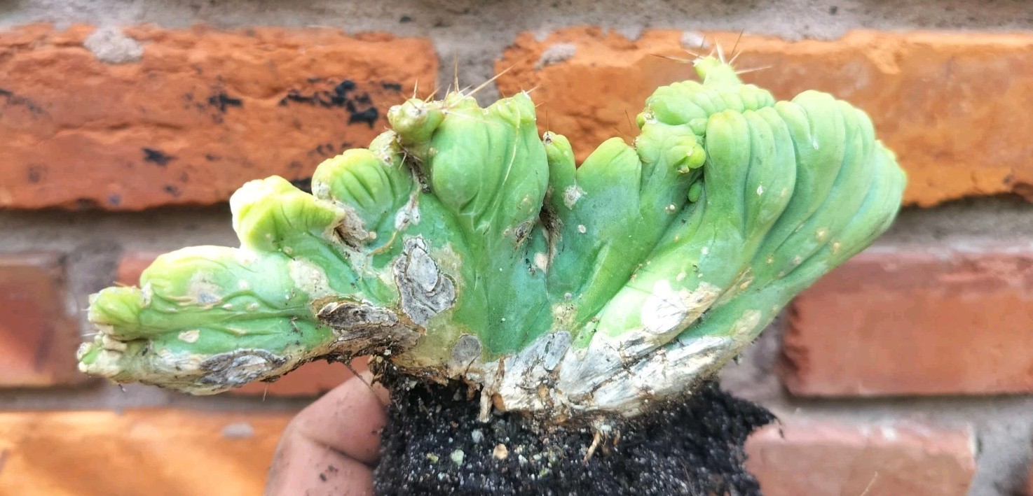Sacred Cactus – Bridgesii -TBM Crested) – Fully Rooted (Exact Cactus)