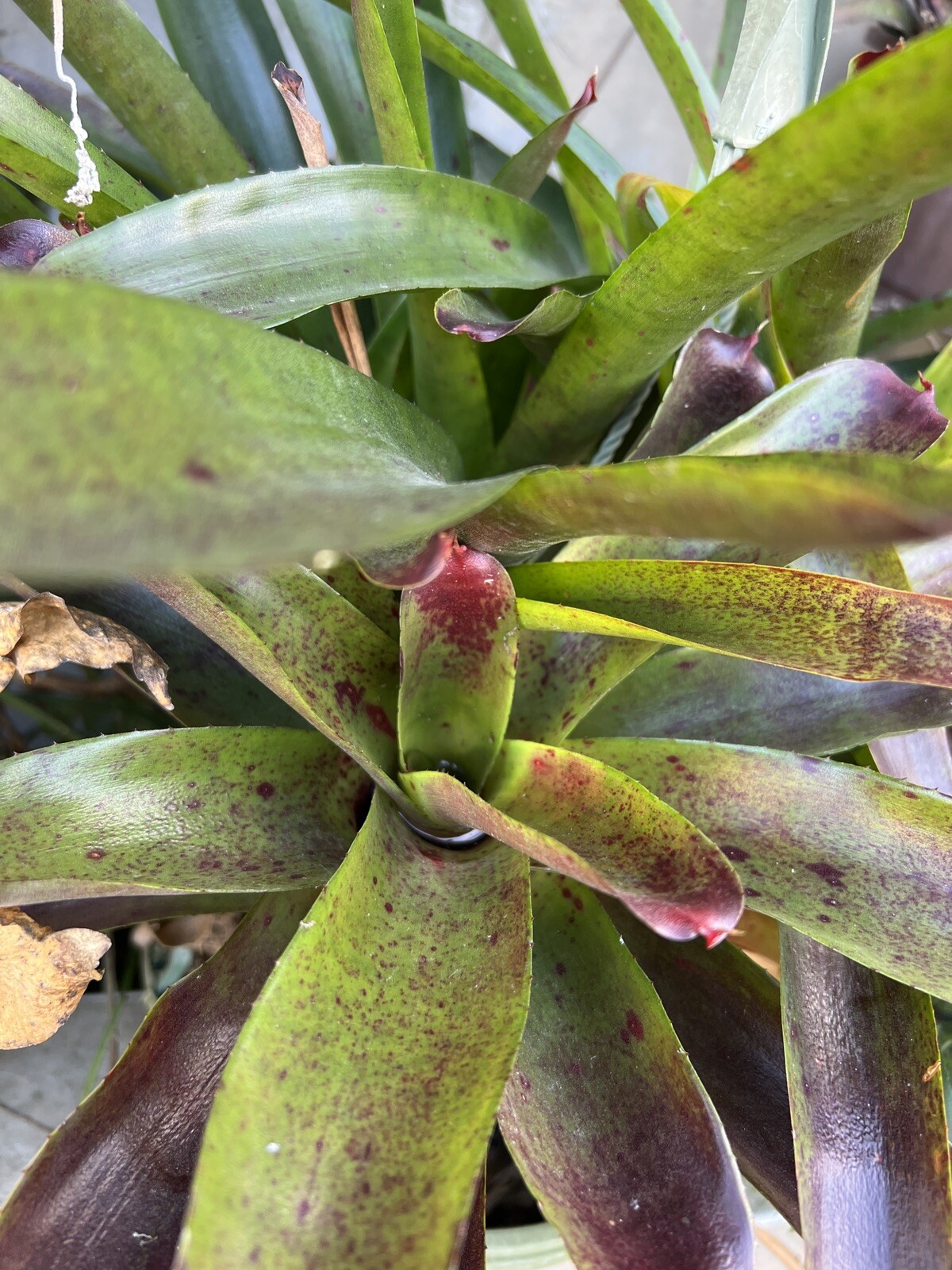 Exotic LANDSCAPE 2 Pups Bromeliad purple green colorful -unbranded-