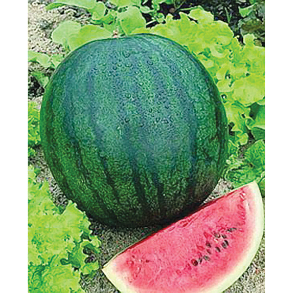 25+ SUGAR BABY WATERMELON FRESH FOR GARDENS NON – GMO