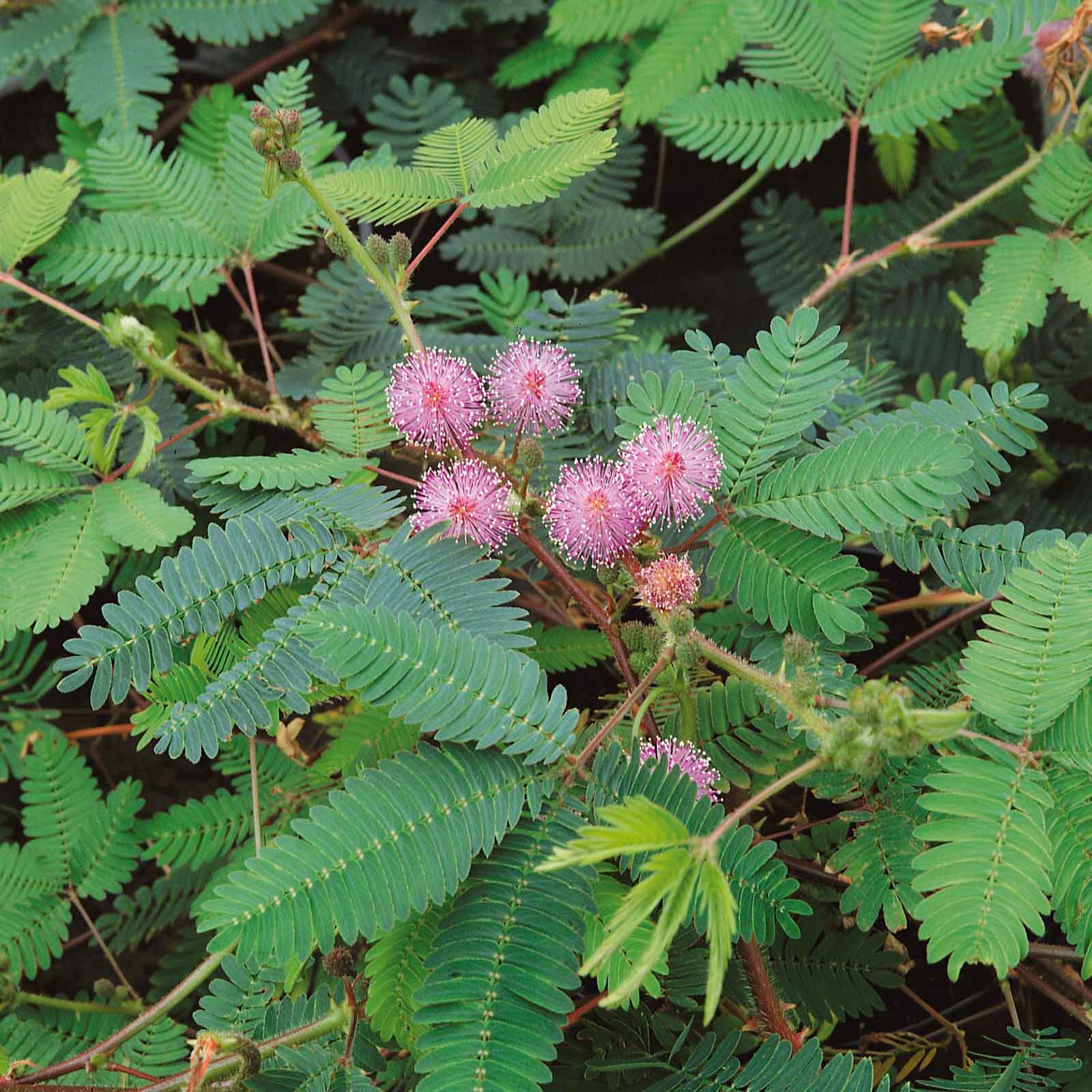 20 Seeds of Mimosa Pudica ‘The Sensitive Plant’ ‘Touch Me Not’ Beautiful Flower