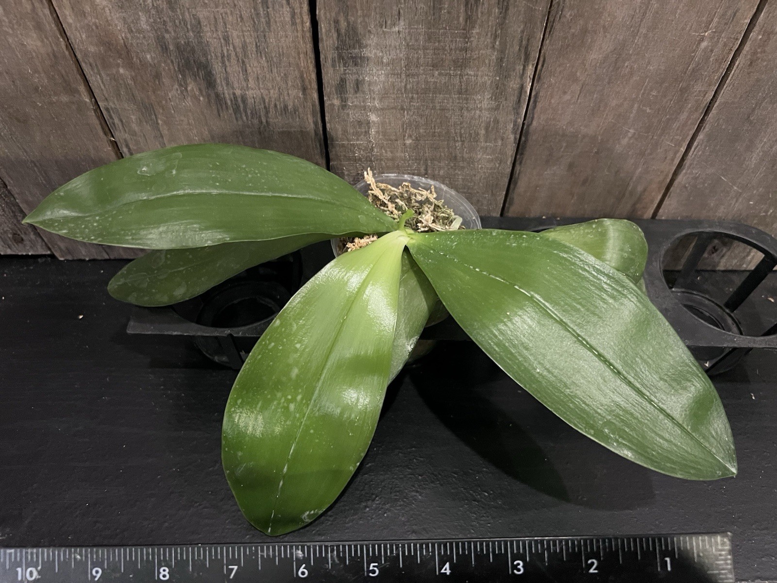 Phal. bellina Pink x sib , Phal Species, In Spike, Fragrant, FREE Shipping