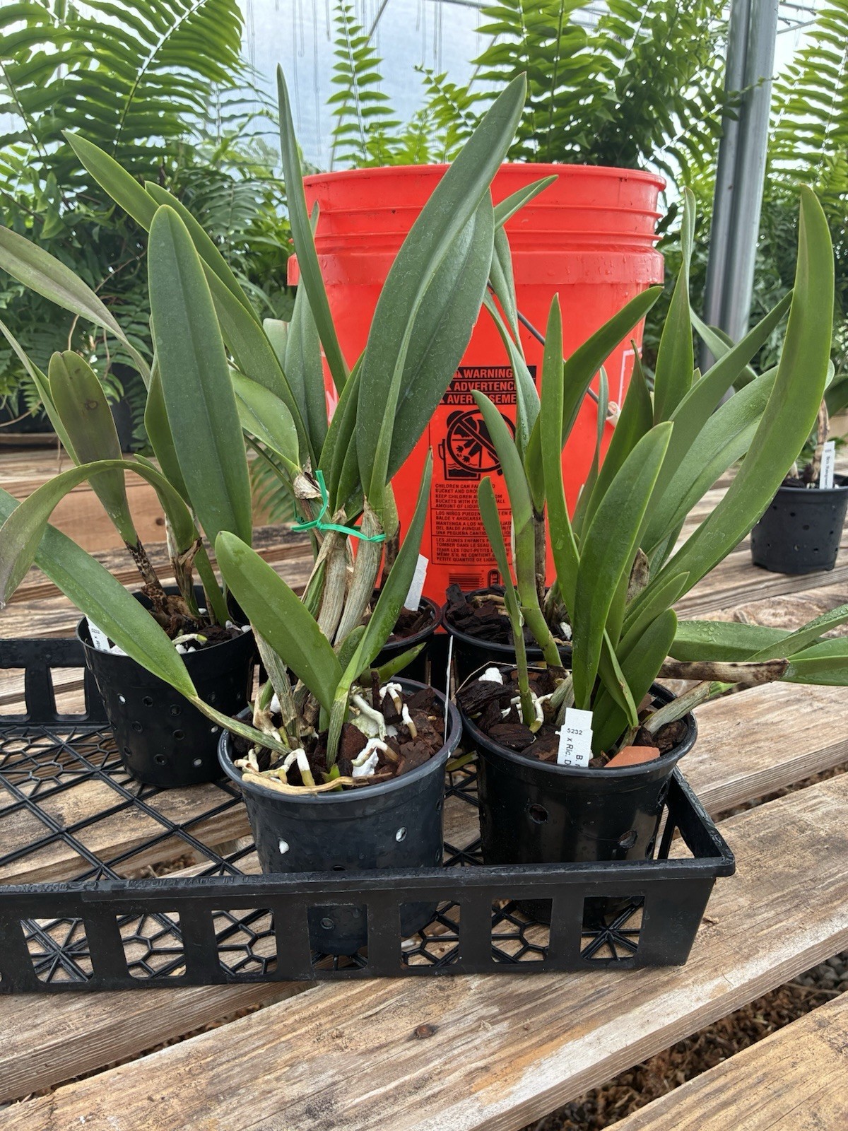 Cattleya B. Nodosa x Rlc. Donna Kimmura