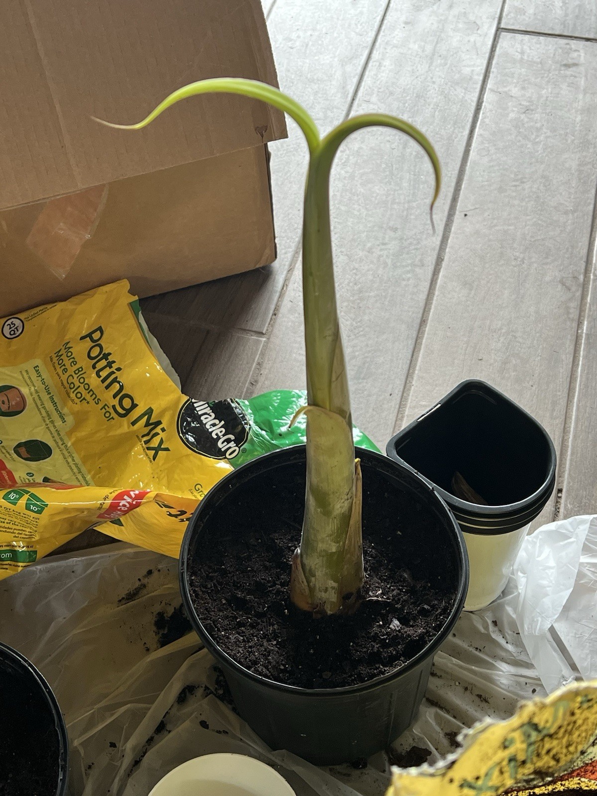 Live Burro Plantain Pups Potted Or with Rootball and Corm 10 Inch Tall Plant