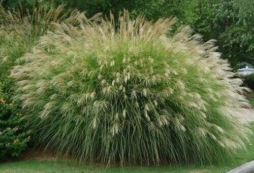 Adagio Maiden Grass | 2 Inch | Miscanthus sinensis | Ornamental Grass Plant