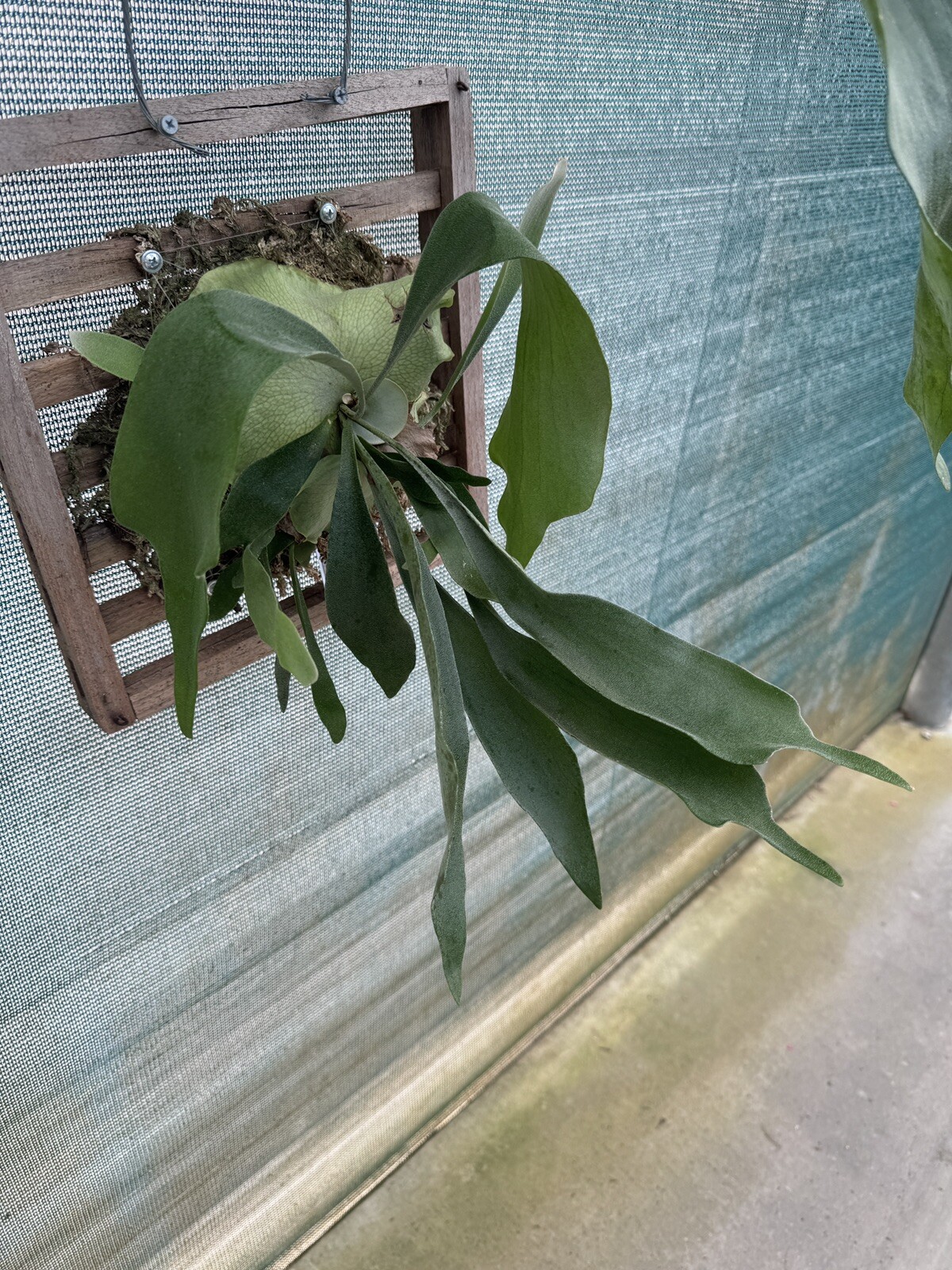 12” Plaque Staghorn Fern Platycerium bifurcatum Swirl Green Dutch Netherlands