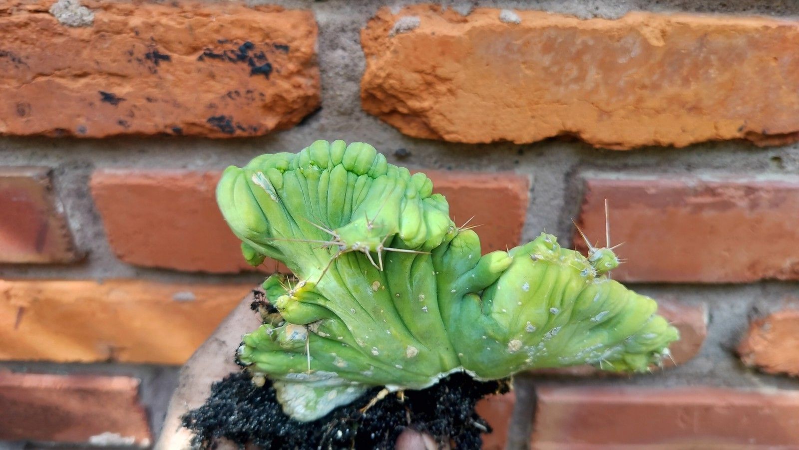 Sacred Cactus – Bridgesii -TBM Crested) – Fully Rooted (Exact Cactus)