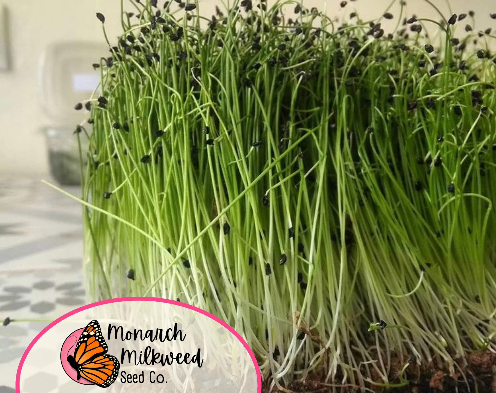 1300+ Bunching Onion Seeds ‘Tokyo Long White’ | Heirloom, Non-GMO Vegetable Seed