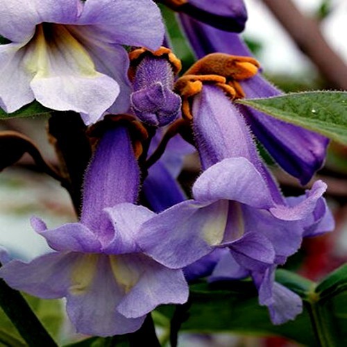 50 Royal Empress Tree Seeds “FASTEST GROWING TREE in the WORLD”