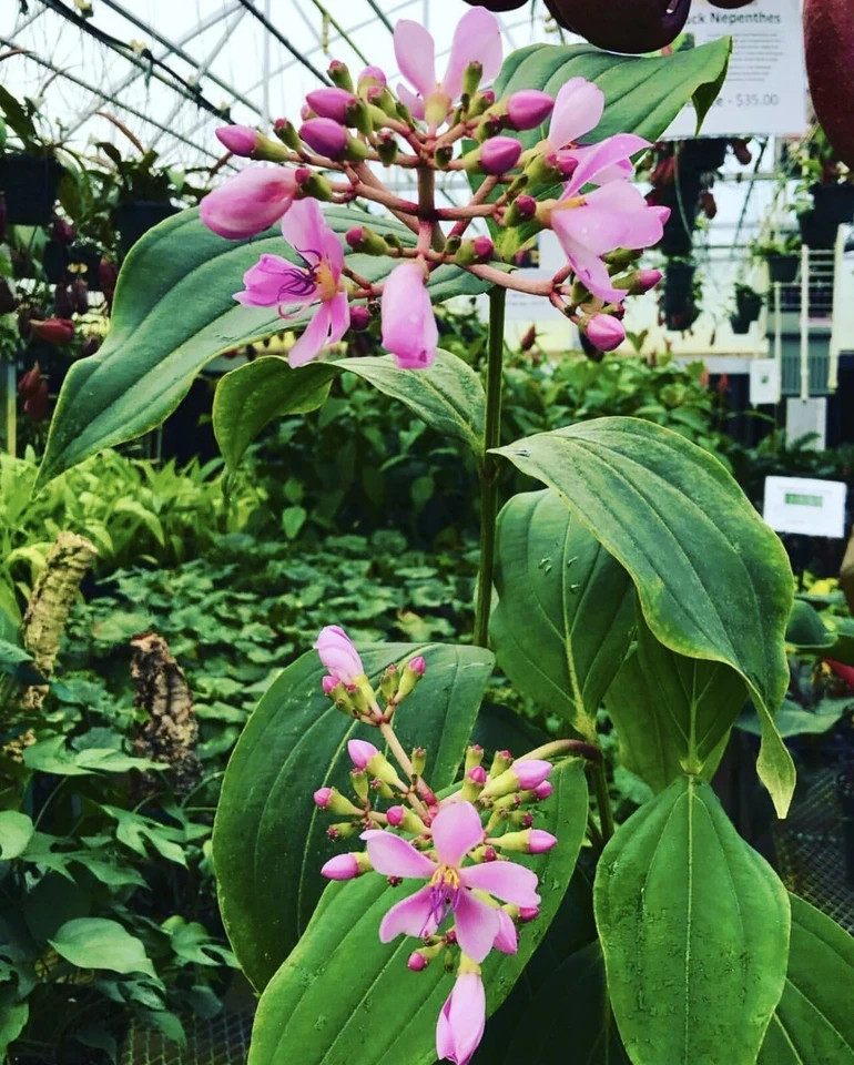 Medinilla Apoensis “Philippine Pink” Live Flowering Plant