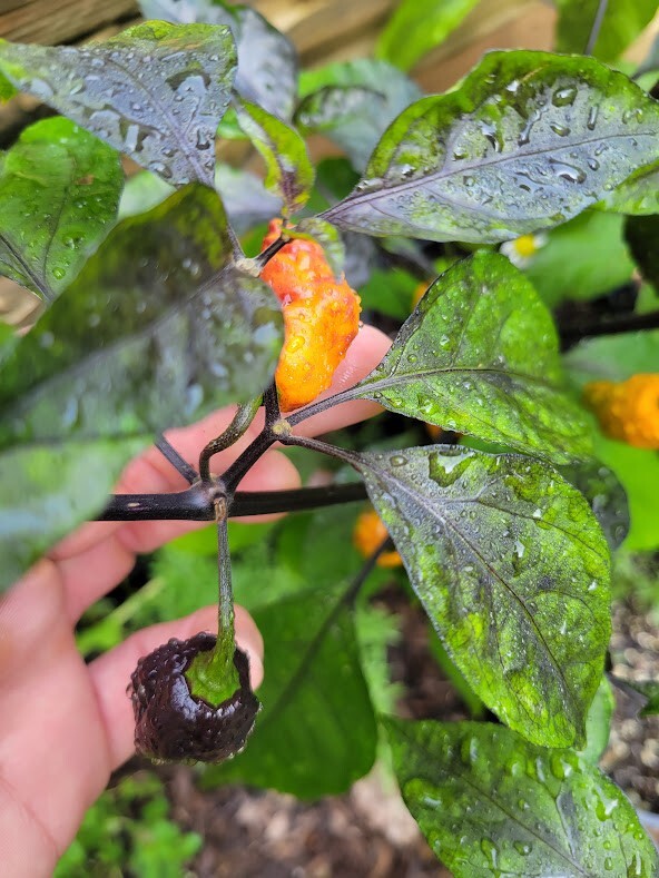 Black Panther Orange SUPER HOT Pepper 25-Seeds 1,100,000 Scoville Unique Creek