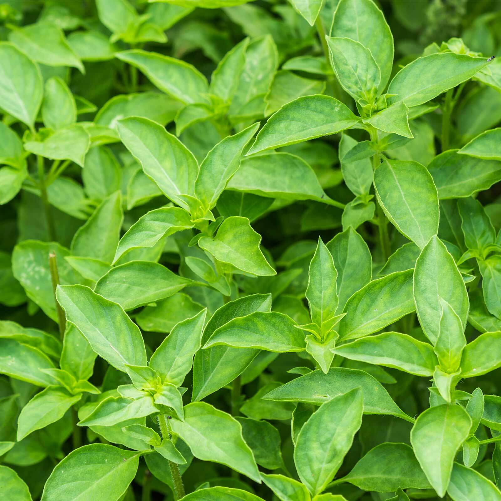 Thai Basil Seeds 250+ Asian Herb Ocimum Basilicum Fragrant USA FREE SHIPPING