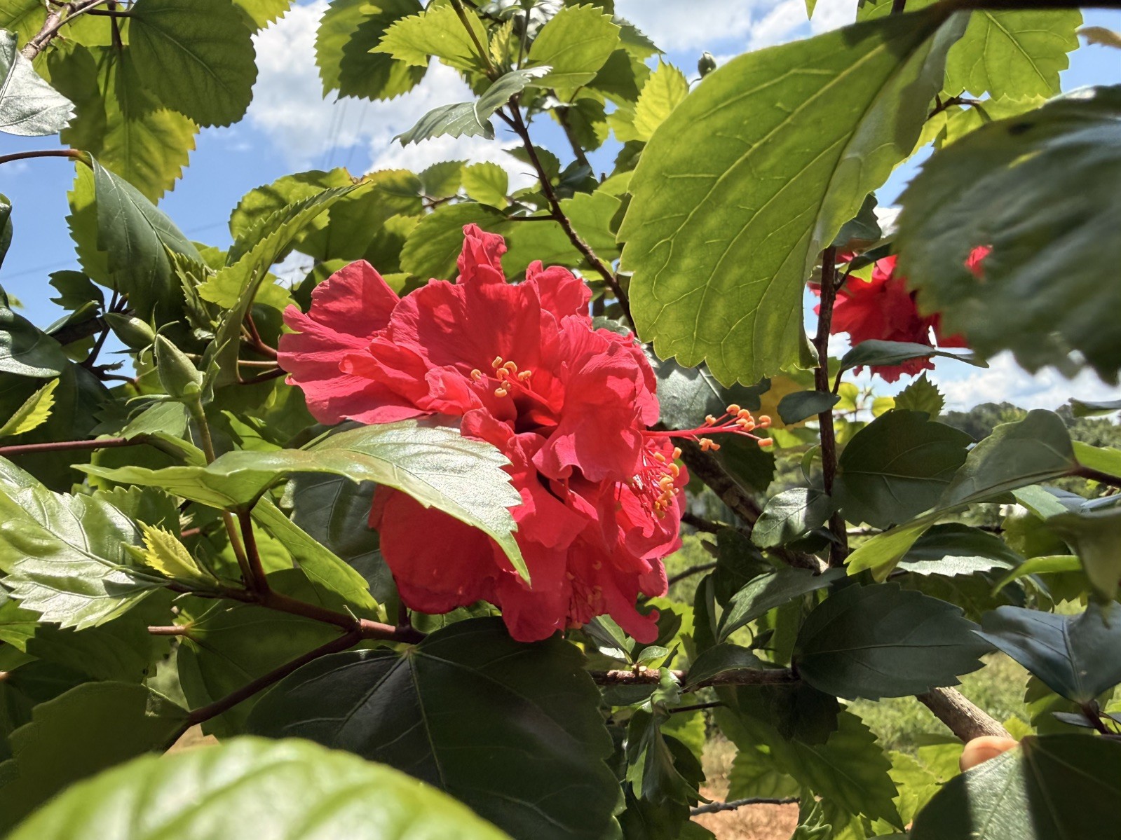 Red Dragon Hibiscus- 10 cuttings Hibiscus Rosa-sinensis