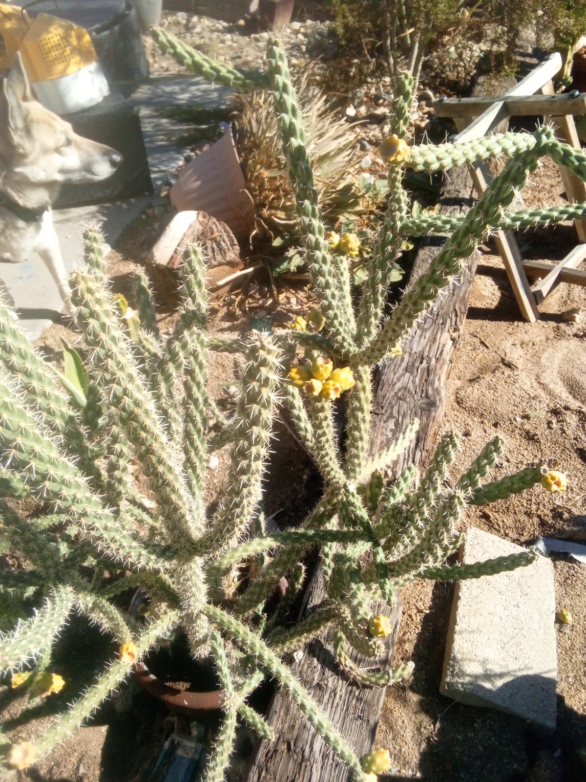 Live Cholla Plants Whole Medium