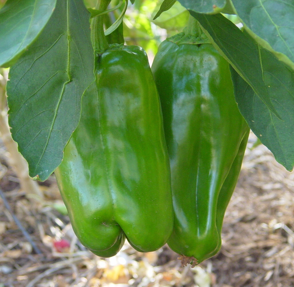 Big Bertha Sweet Pepper – 10 Seeds – Huge Fruit