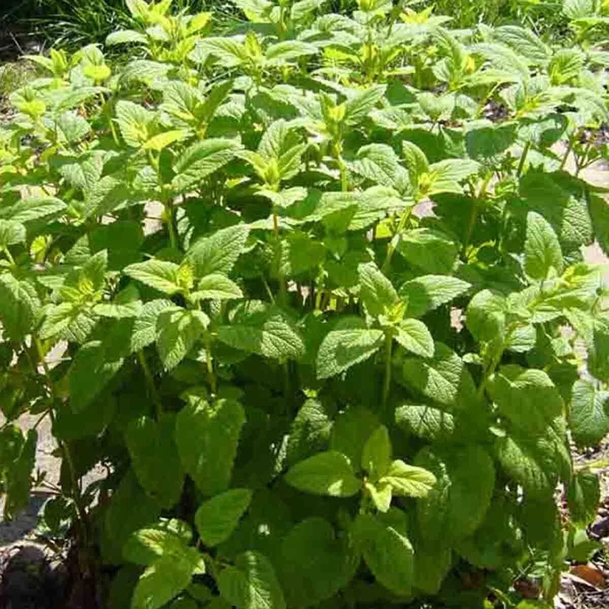 1600 LEMON BALM CITRONELLA PERENNIAL SEEDS MOSQUITO INSECT REPELLENT NON-GMO