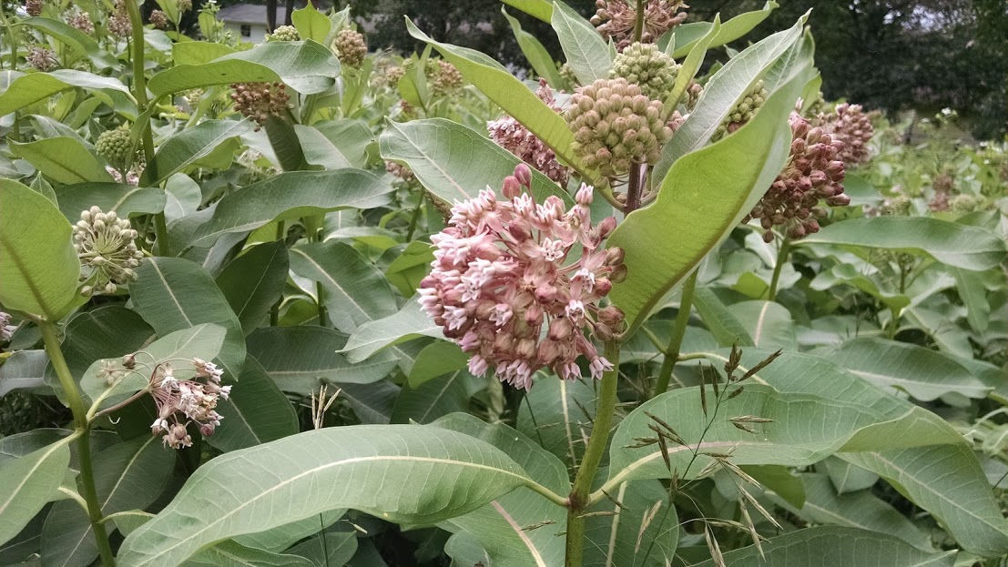 Milkweed Seeds (Common), Organic, Various Quantities, 2022 Crop 90% germination