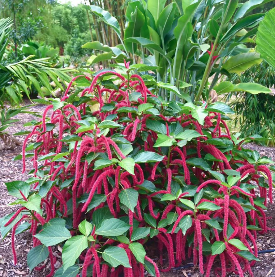 3 Live Chenille Firetail Acalypha Plants – 4–6 Inch Tall – Ships No Pot