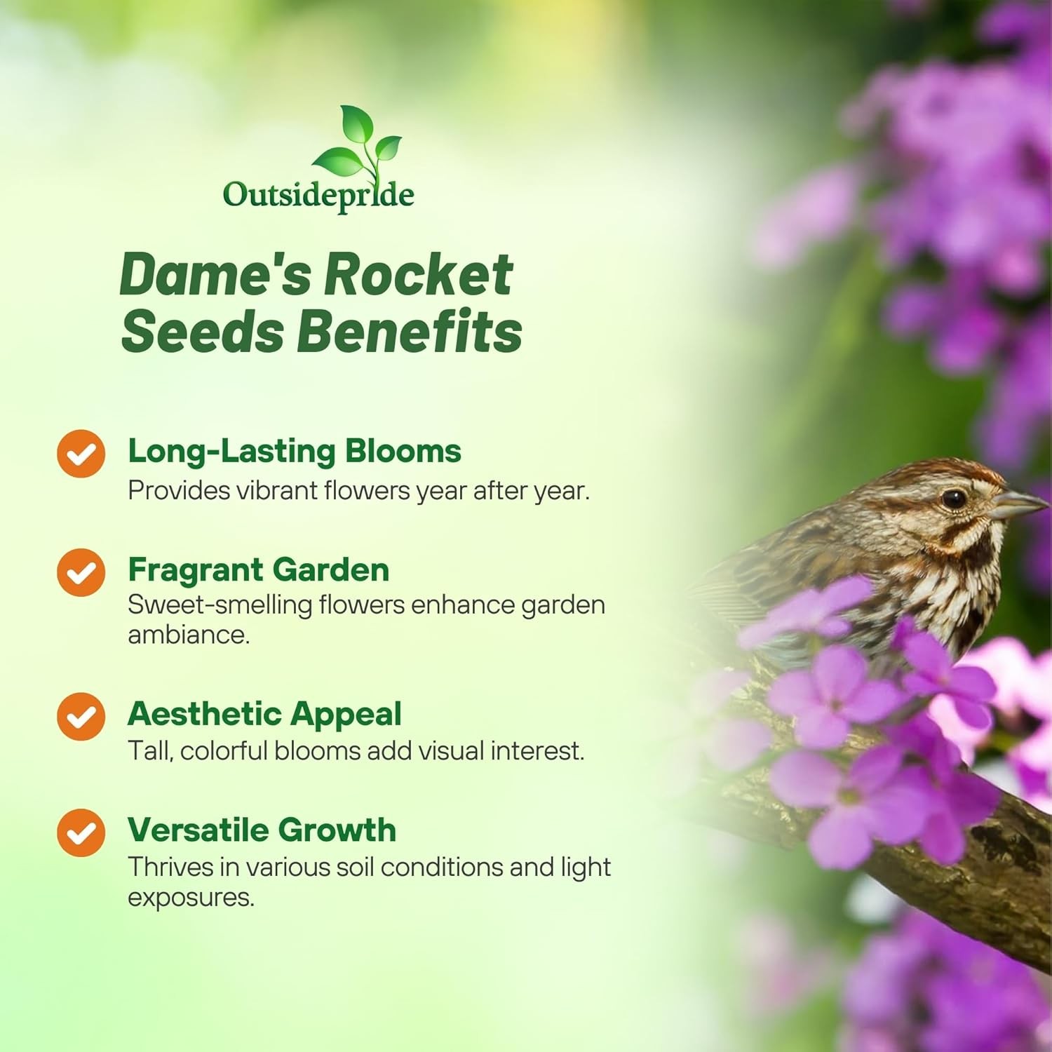 1 LB Dame’s Rocket Seeds – Hesperis Matronalis Wildflower Seed