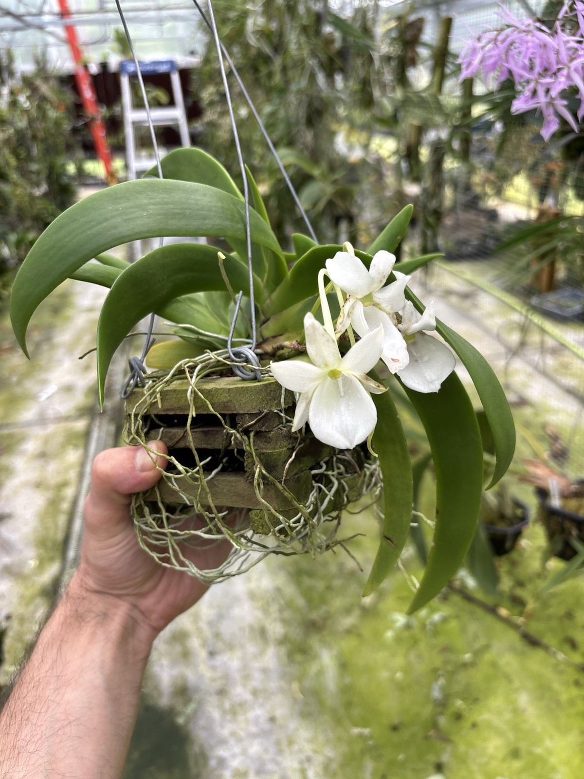 Angraecum leonis SPECIMEN IN BLOOM compact Fragrant Orchid Species