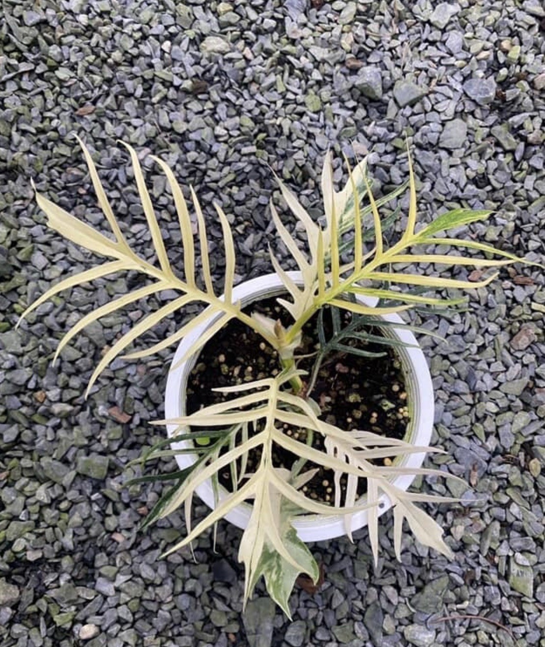 Variegated Philodendron Tortum Starter Plant – 2.5” Grow Pot