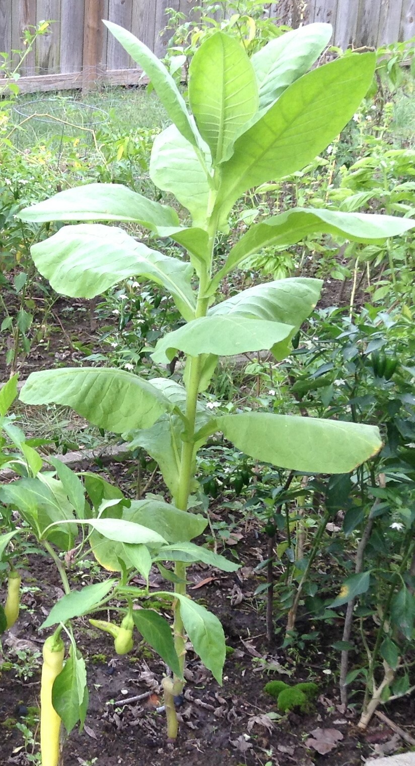Florida Sumatra Tobacco Seeds (1000+ per packet)