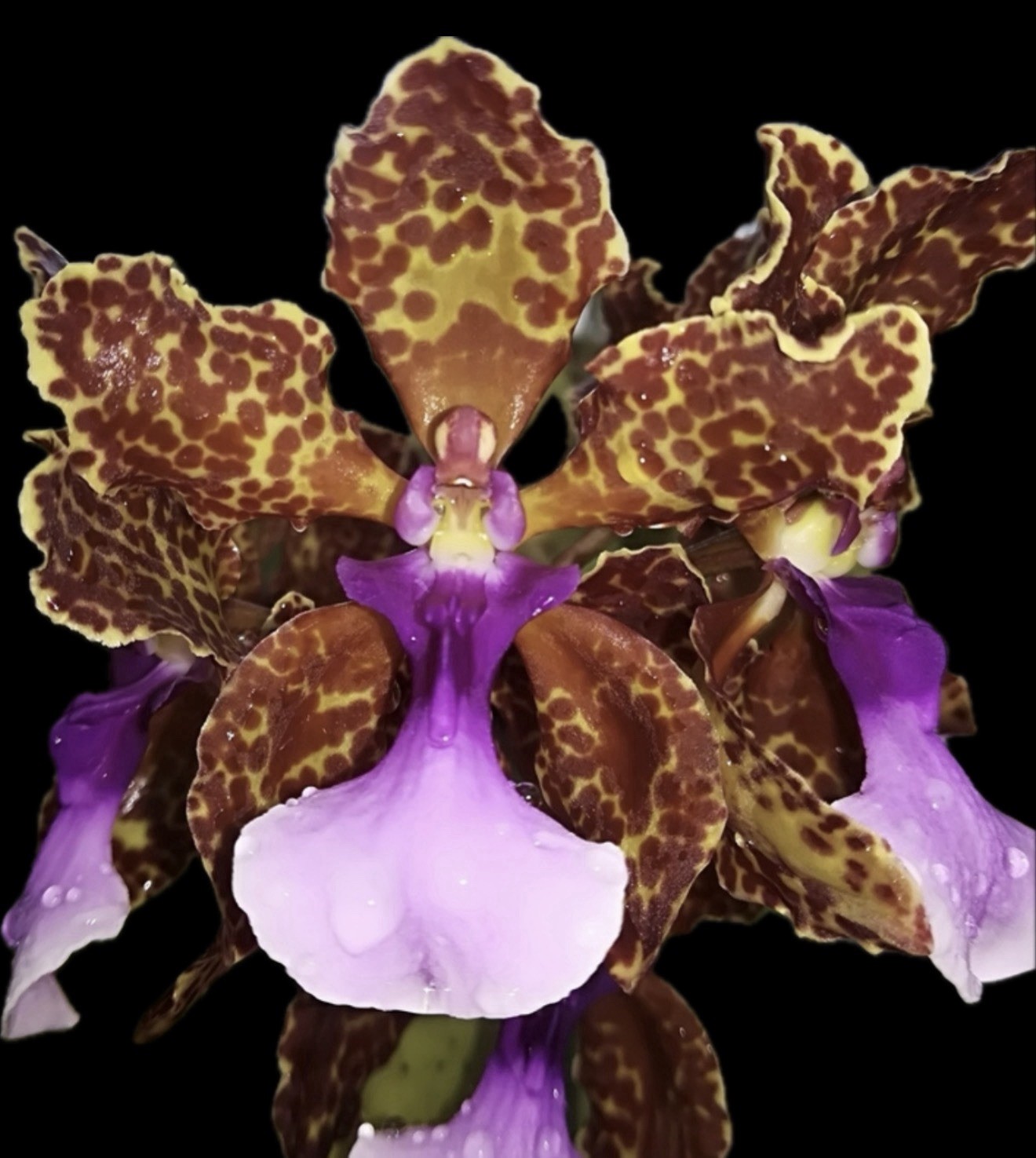 Trichocentrum lanceanum Species Orchid Plant Oncidium