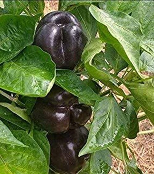 Midnight Dreams Sweet Pepper Seeds – Ebony-Black Bell Peppers!!!Crisp and mild!!