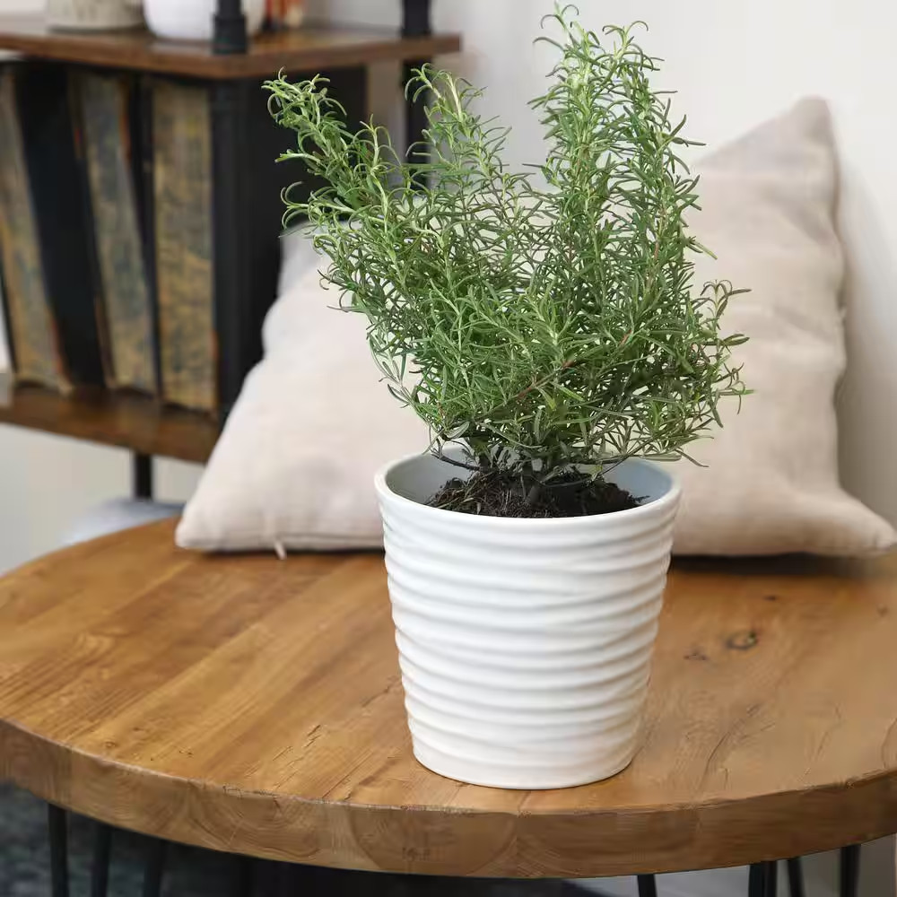 Ornamental Upright Rosemary Outdoor Plant Garden Annual in 1 Gal. Grower Pot