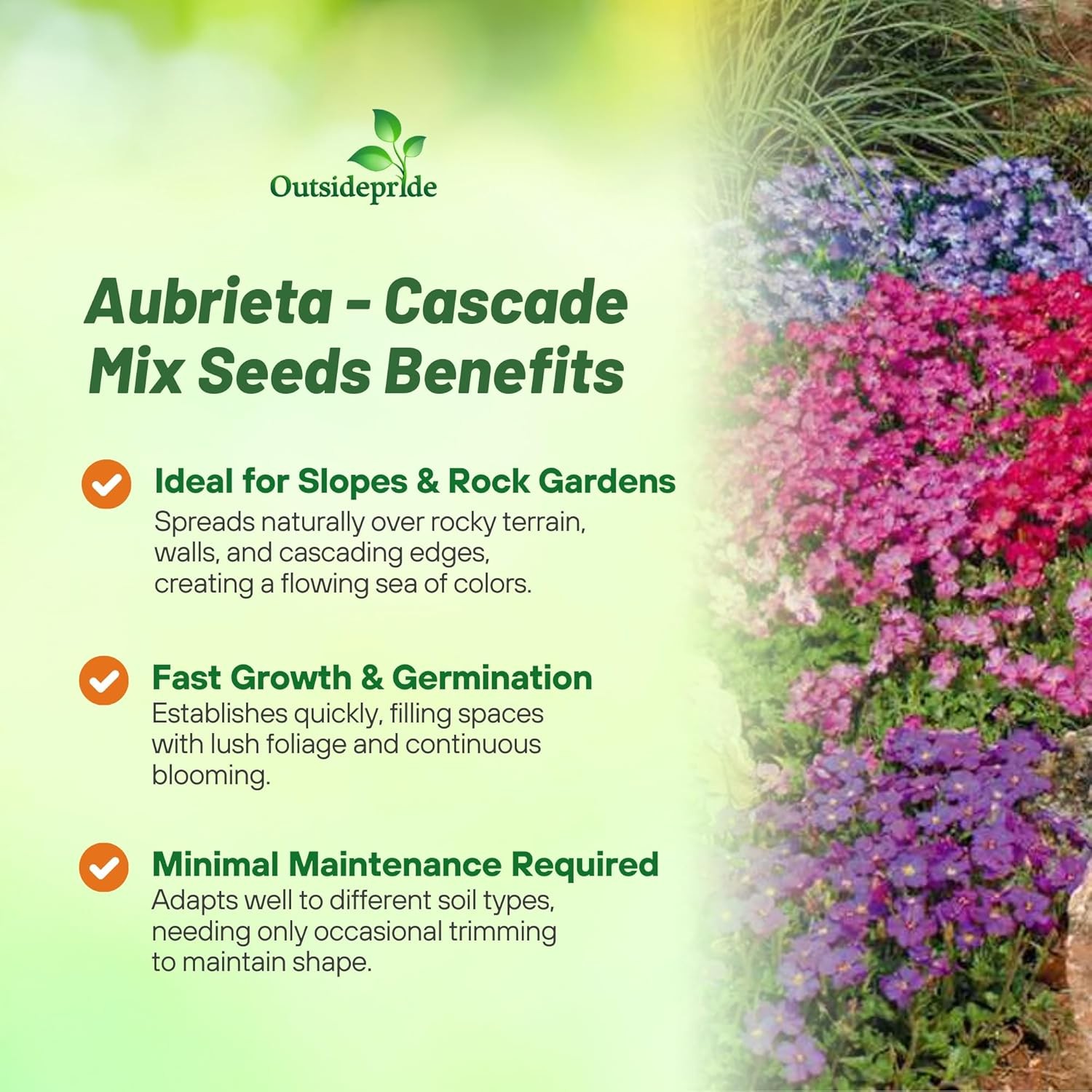 1000 Seeds Aubrieta Seed Mix For Planting – Rock Cress Ground Cover Seeds