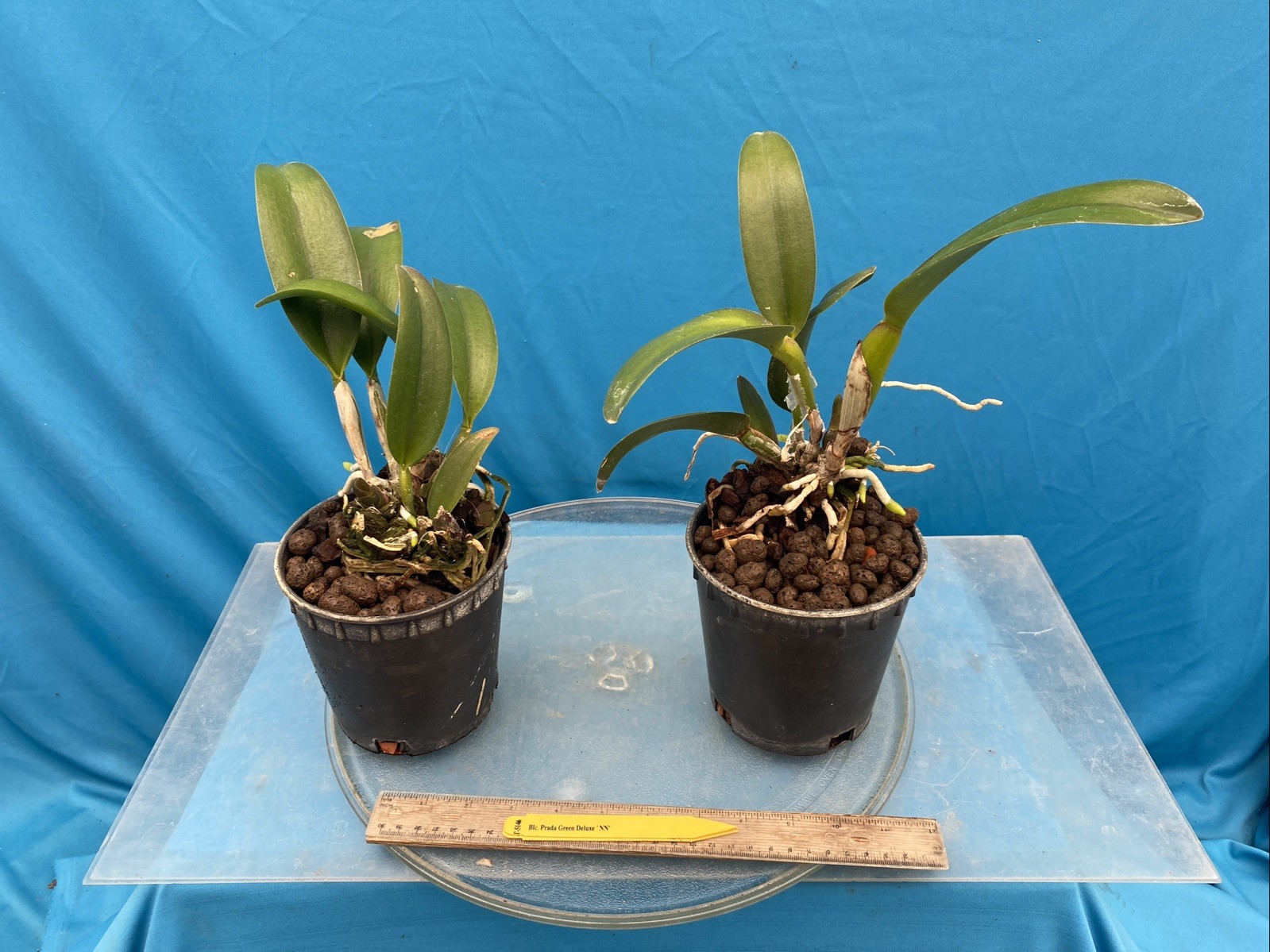 Rlc Prada Green Deluxe ‘NN’ Green Yellow Mericlone Orchid 5.5” Fresh RePot
