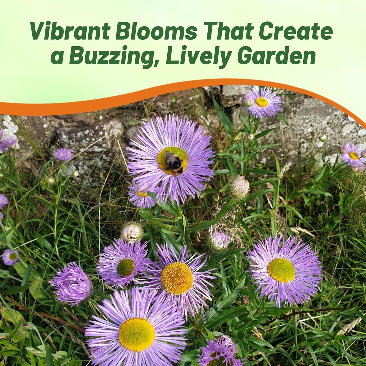 1000 Seeds Erigeron Seeds – Erigeron Speciosus Fleabane Daisy Flower Seed