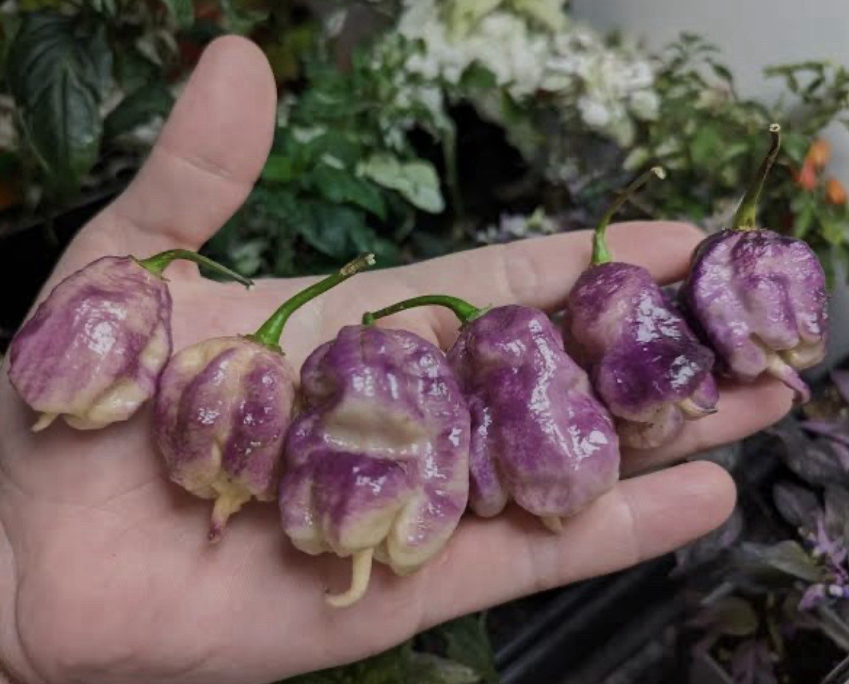 Rare!! 5 Pink Reaper Pepper Plants!! Hot and Healthy!! Ready To Ship!!