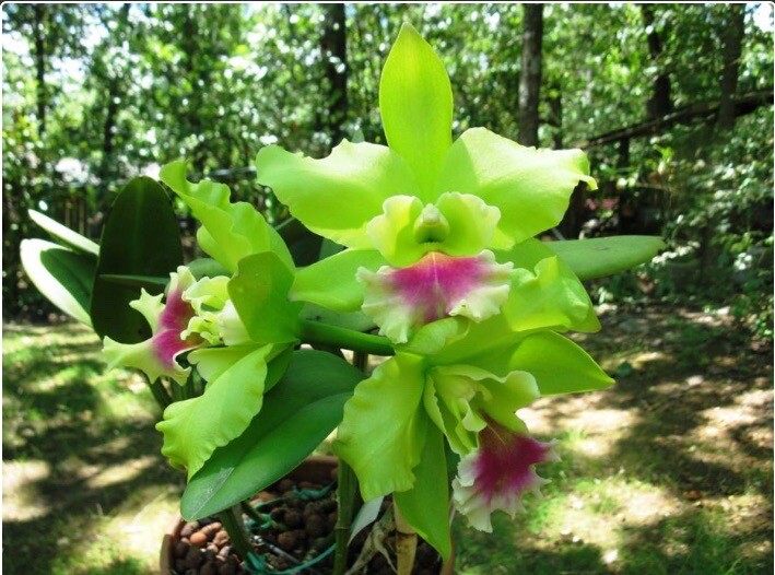 Rlc Donna Kimura ‘Paradise Tami’ X Helen Brown ‘Sweet Afton’ Orchid Eros 5″ Pot