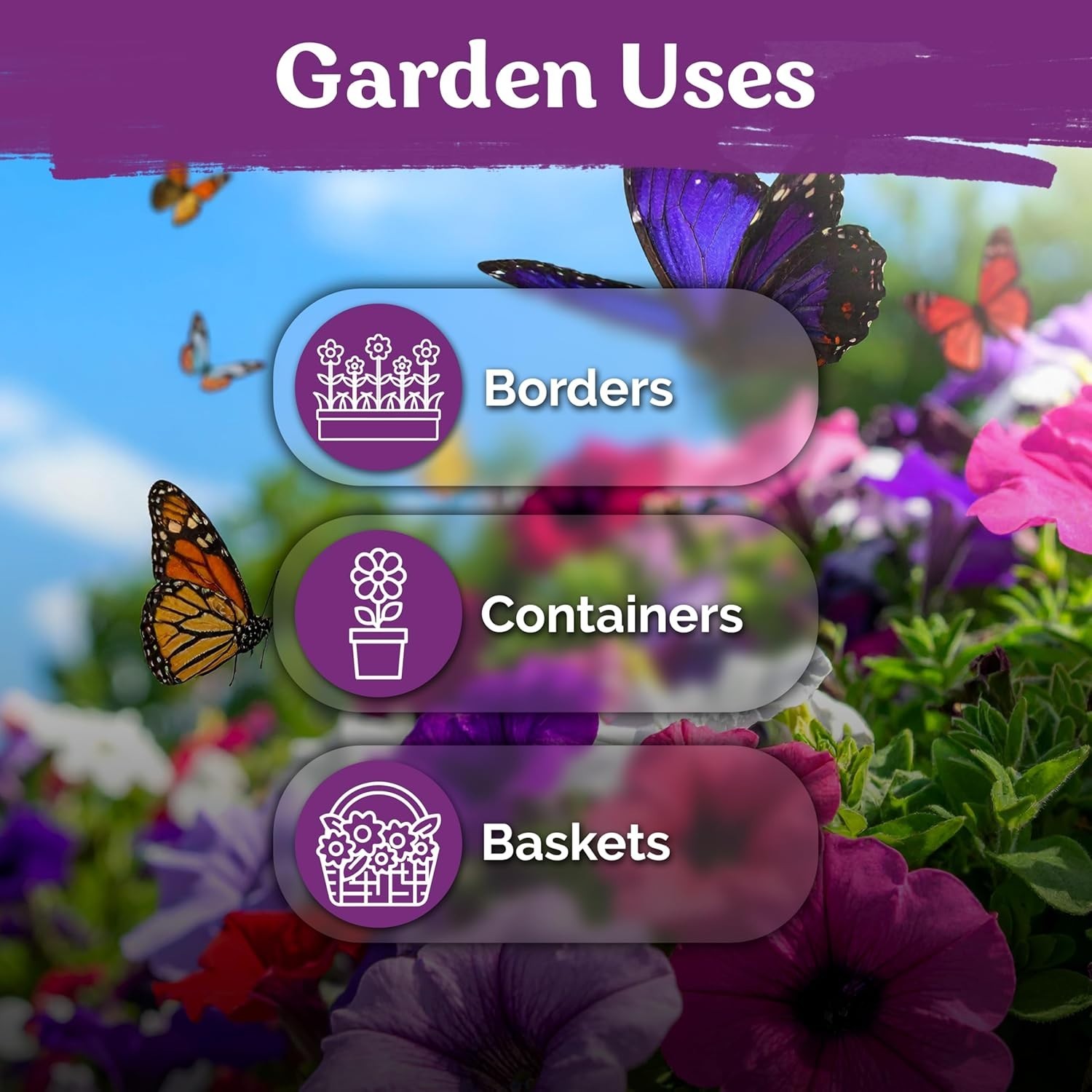 2000 Mixed Dwarf Petunia Seeds for Vibrant, Long-Lasting Blooms