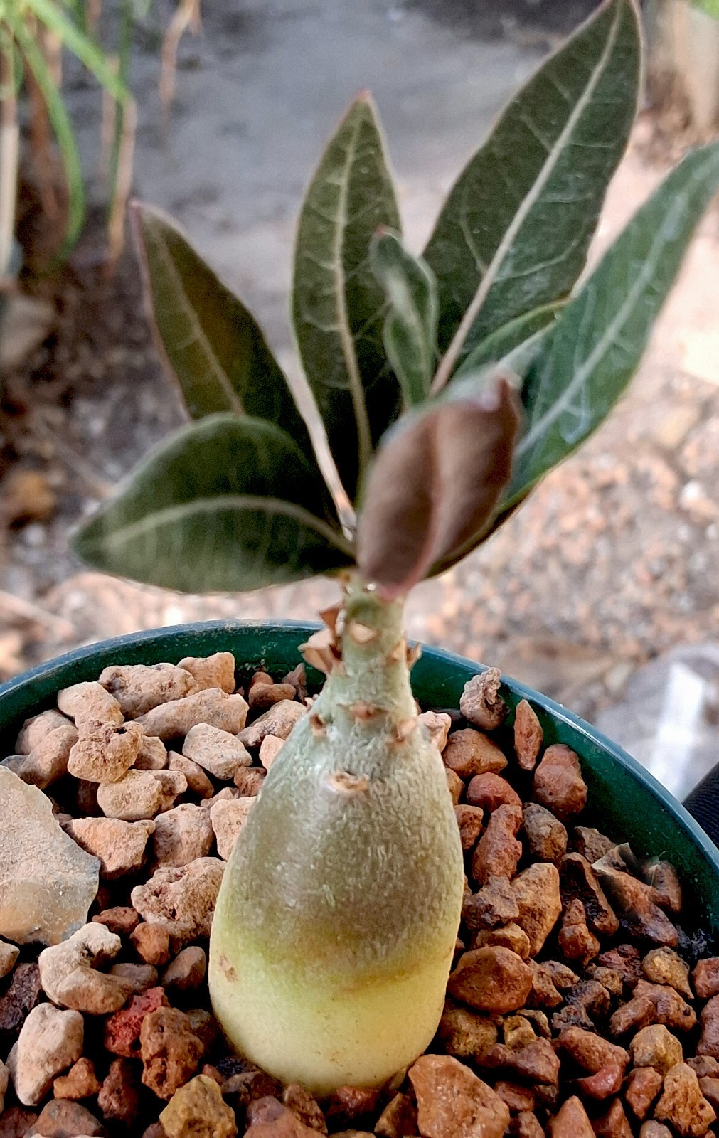 Adenium crispum × arabicum hybrids—bold base, breathtaking blooms, extraordinary