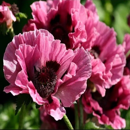 10,000+ Mixed Oriental Poppy Seeds – Perennial Organic Flower Mix – Giant Blooms