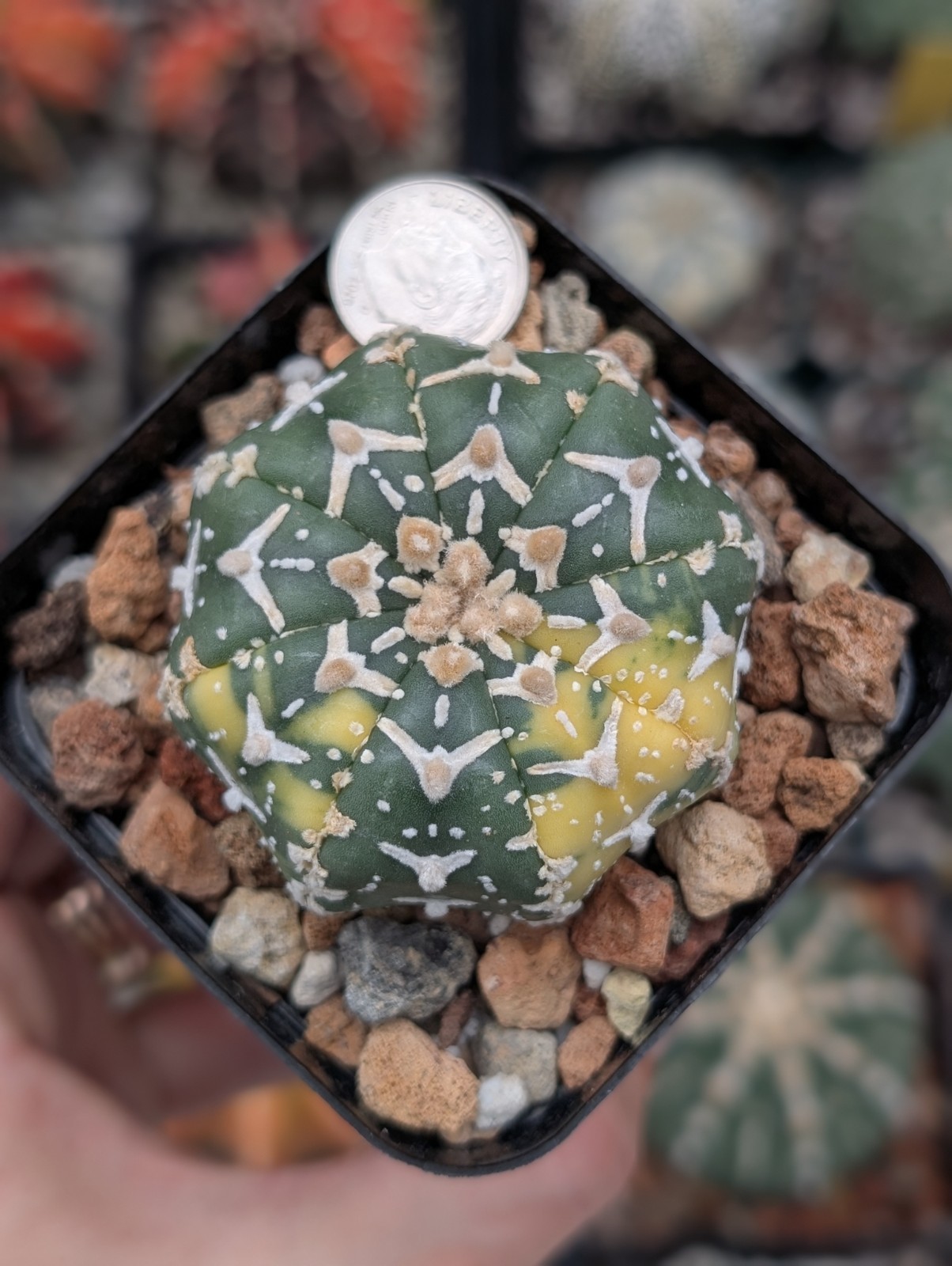 Astrophytum Asterias cv Superkabuto V type f Variegata & star shape