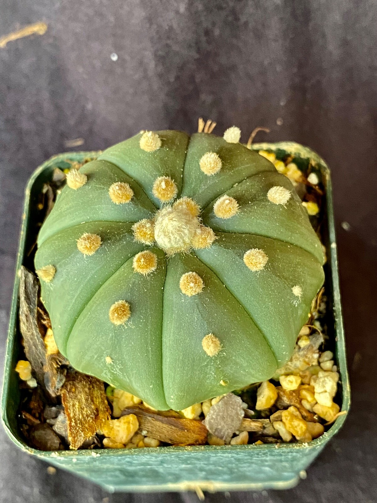 Astrophytum asterias v. nudum, cactus plant