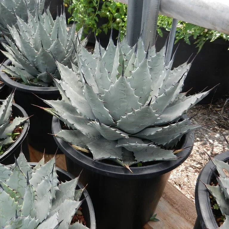 Agave parryi ‘Oregon Hybrid’ COLD HARDY ZONE 5