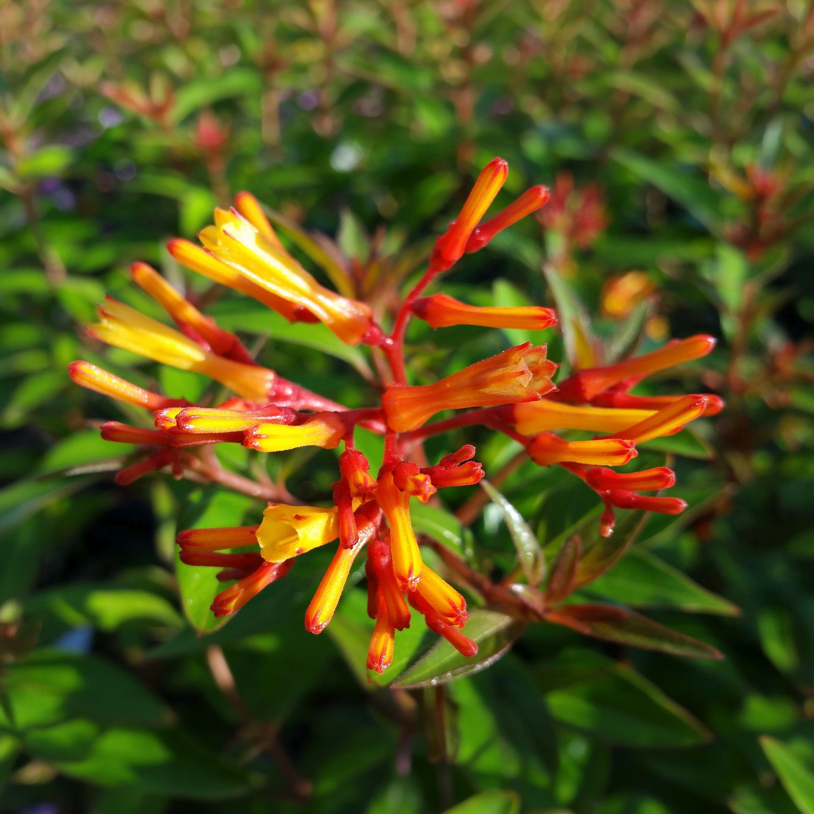 Firefly Dwarf Red Firebush Live Plant Orange Yellow Flower Butterfly Garden