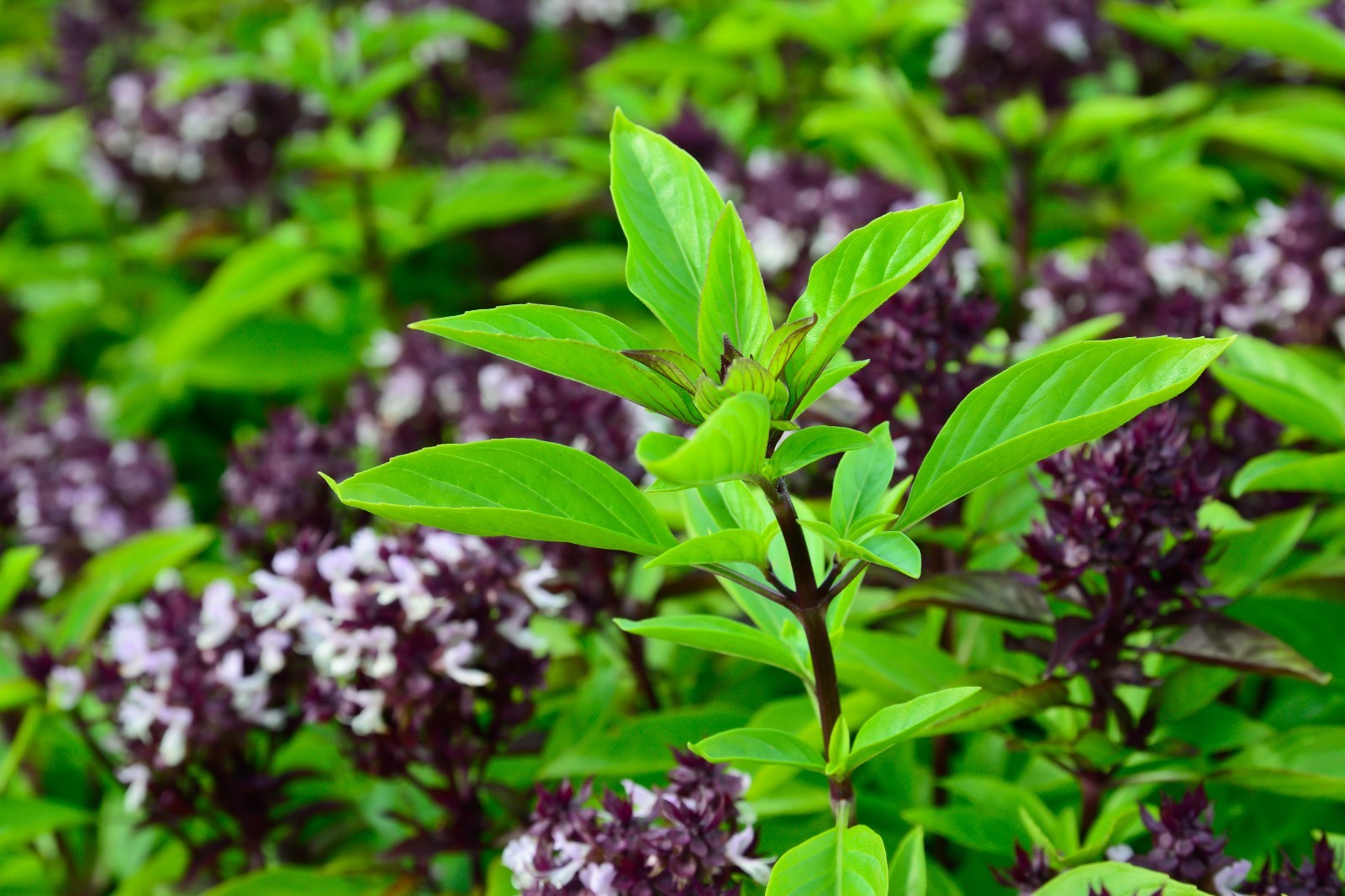 Thai Basil Seeds for Planting – Heirloom Non GMO Open-Pollinated Fresh Herb Seed