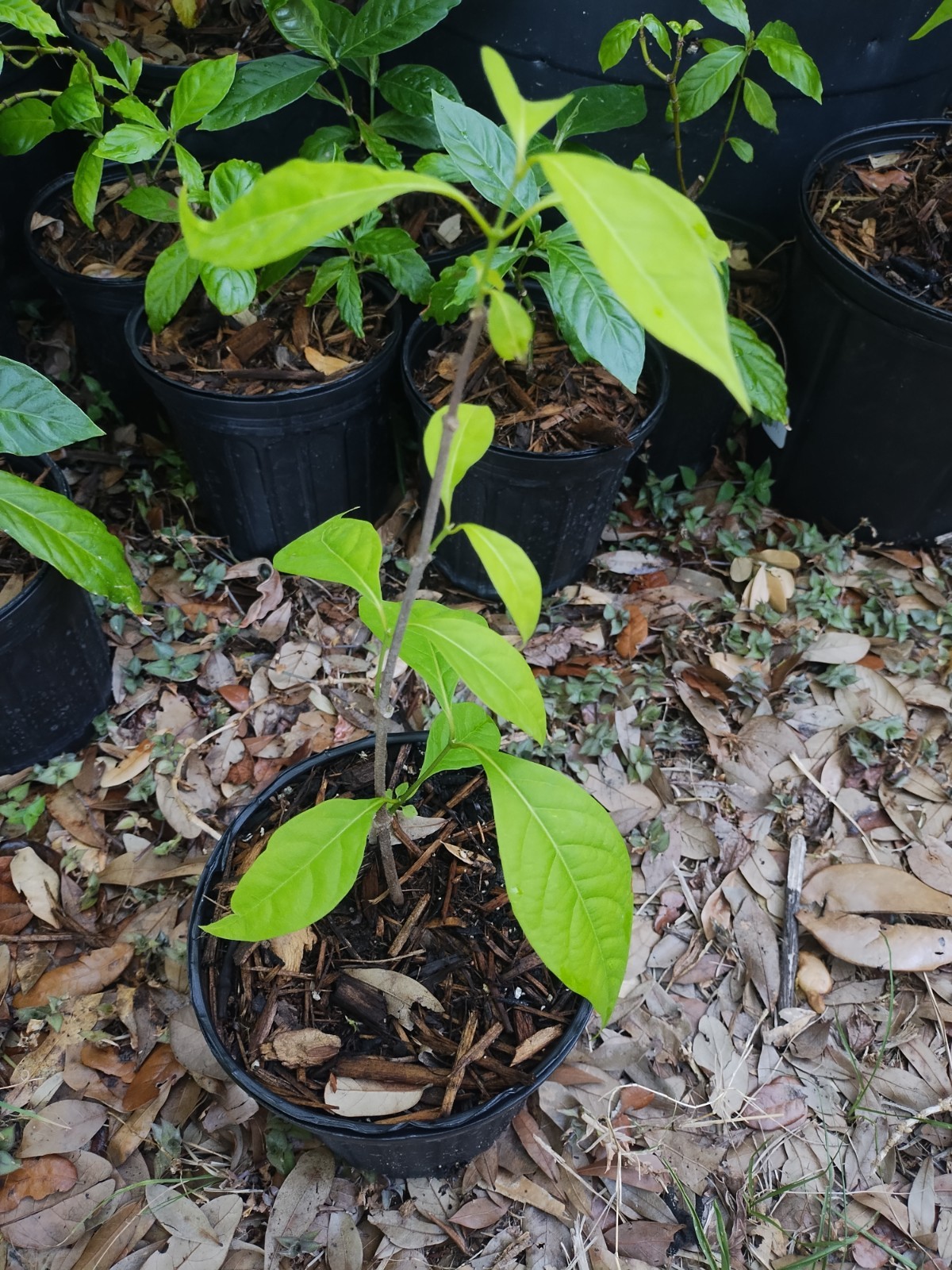 Rare South American Vine, Banisteriopsis C. Plant 18 Inches Tall